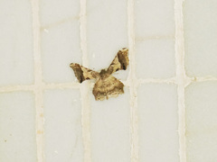 Krananda oliveomarginata