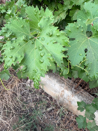 Grape Erineum Mite