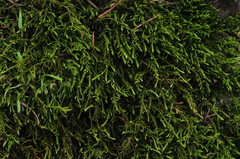 Claopodium crispifolium