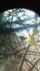 Uropsila leucogastra