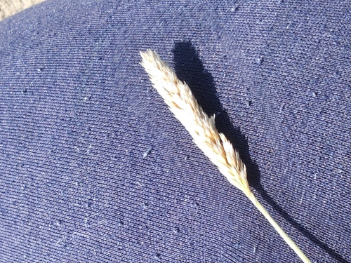 Koeleria pyramidata, photograph 3