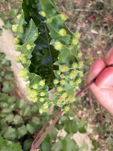 Grape Phylloxera