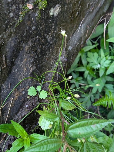 Juncus potaninii iNat (1)