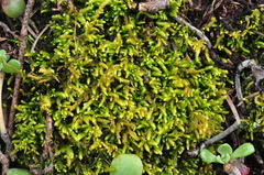 Claopodium bolanderi