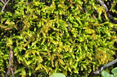 Claopodium bolanderi