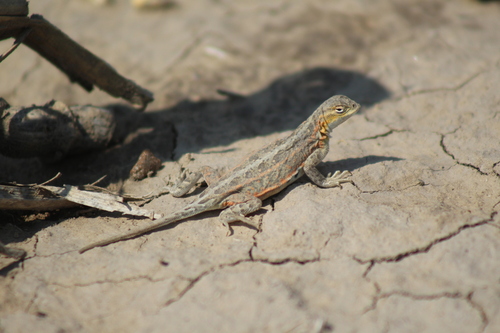 Western Earless Lizard