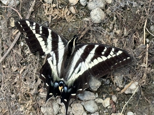 Pale Swallowtail