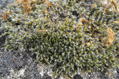 Grimmia trichophylla