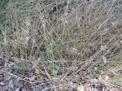 Juncus kraussii