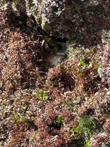 Ulva californica, 2026-06-20