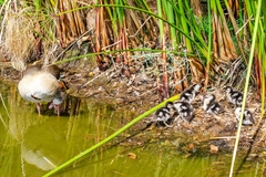 Alopochen aegyptiaca