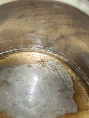 shortbodied cellar spider