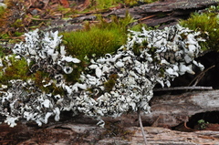 Hypogymnia enteromorpha