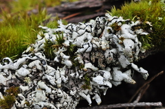 Hypogymnia enteromorpha