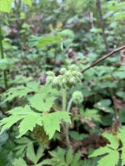 Hydrophyllum tenuipes