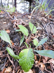 Adenocaulon chilense