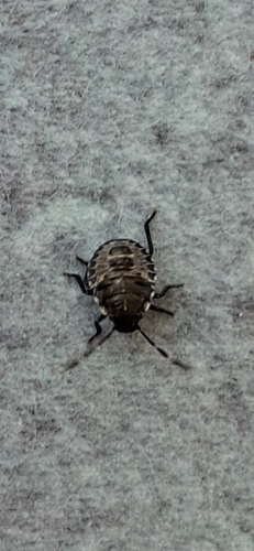 Mottled Stink Bug