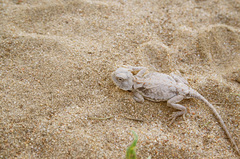 Phrynocephalus helioscopus