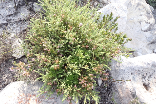 Erica ericoides, photograph 3