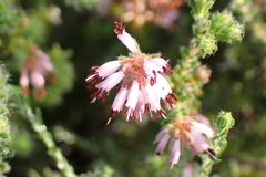 Erica ericoides