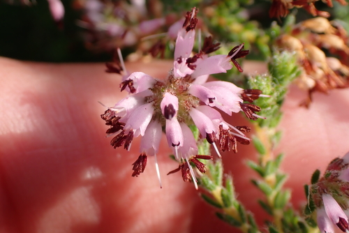 Erica ericoides, photograph 1