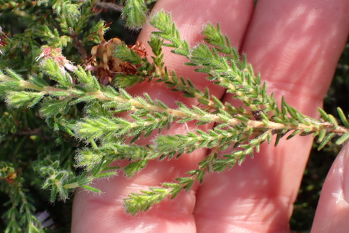 Erica ericoides, photograph 2