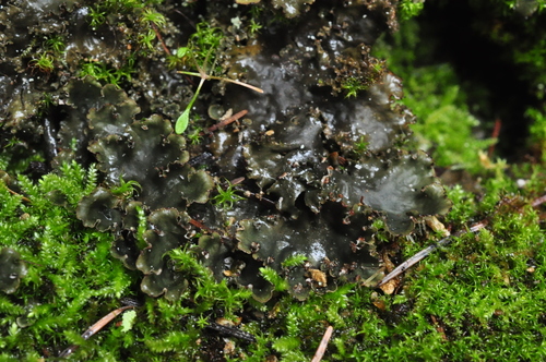 Peltigera pacifica