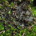 Peltigera pacifica - Photo (c) Andrew Simon, some rights reserved (CC BY-NC), uploaded by Andrew Simon