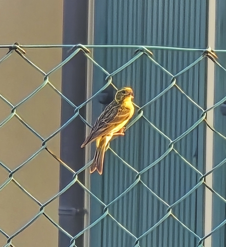 European Serin