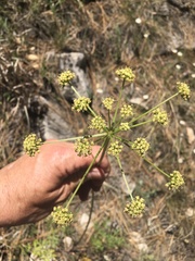 Cymopterus longiradiatus