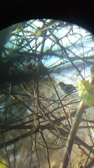 Uropsila leucogastra