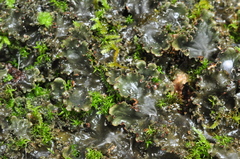 Peltigera pacifica