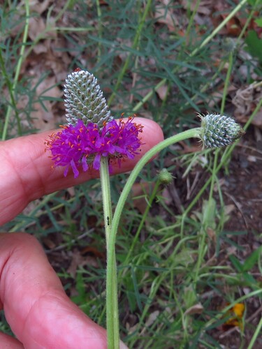 Dalea compacta, photograph 5