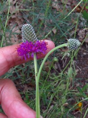 Dalea compacta, photograph (c) Annika Lindqvist, some rights reserved (CC BY)