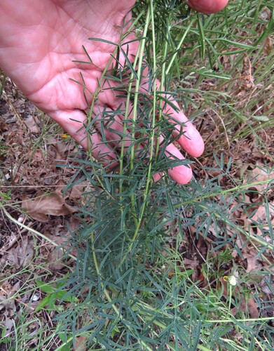 Dalea compacta, photograph 6