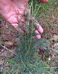 Dalea compacta, photograph (c) Annika Lindqvist, some rights reserved (CC BY)
