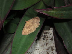 Sarobides inconclusa