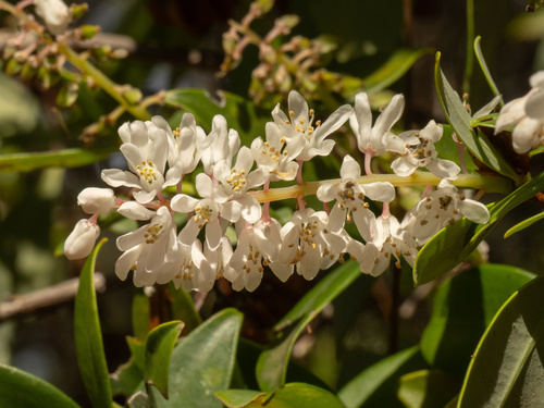 Cliftonia monophylla, photograph 6