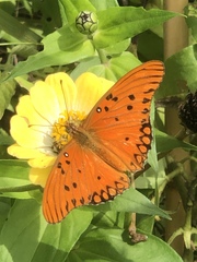 Dione vanillae