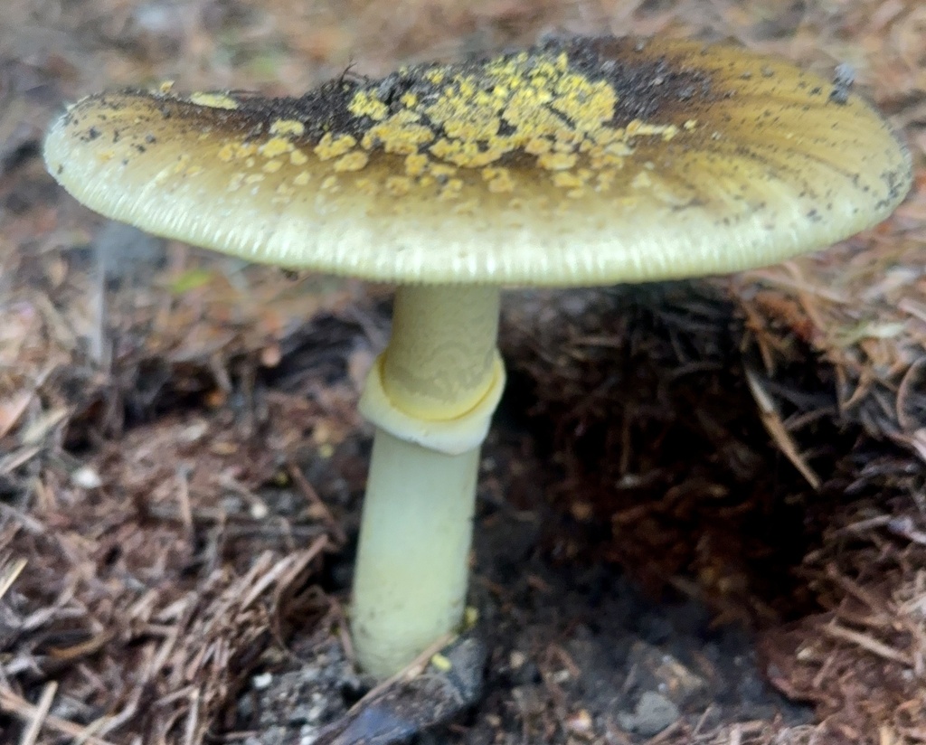 Western Yellow-veiled Amanita