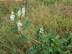 common milkpea