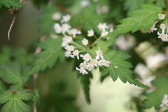 Neillia incisa