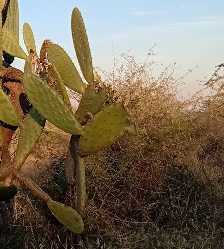 Indian fig opuntia