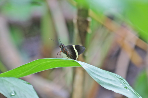 Yellow-edged Ruby-eye