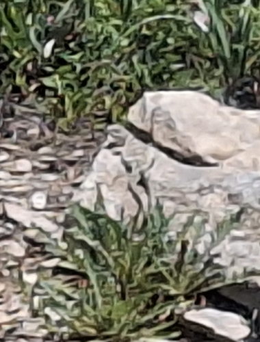 Eastern Collared Lizard