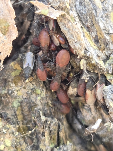 iNaturalist observation photo of Cotton Seed Bug