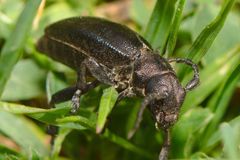 Dorcadion aethiops