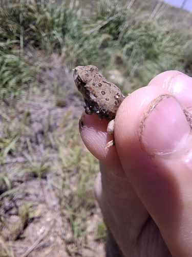 Woodhouse's Toad