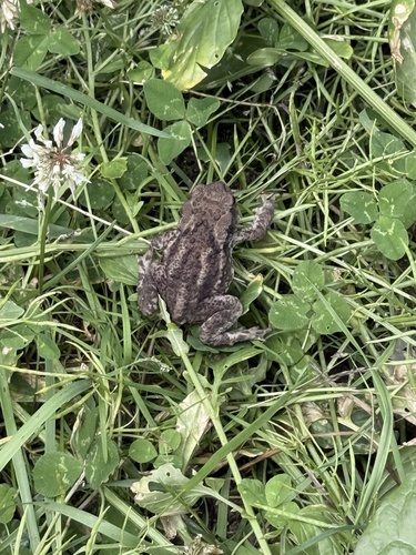 European Toad