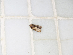 Etanna breviuscula